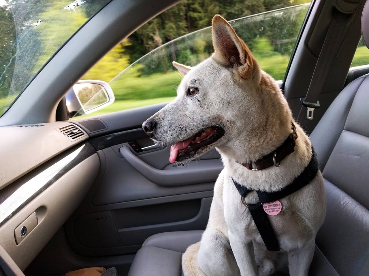 Uber Pet Policy Mumbai: Complete Guide For Traveling With Animals Uber Pet Policy Mumbai: Complete Guide For Traveling With Animals