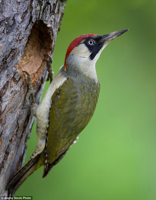 UK's Rarest Animals Facing Extinction Due To Wildfires UK's Rarest Animals Facing Extinction Due To Wildfires