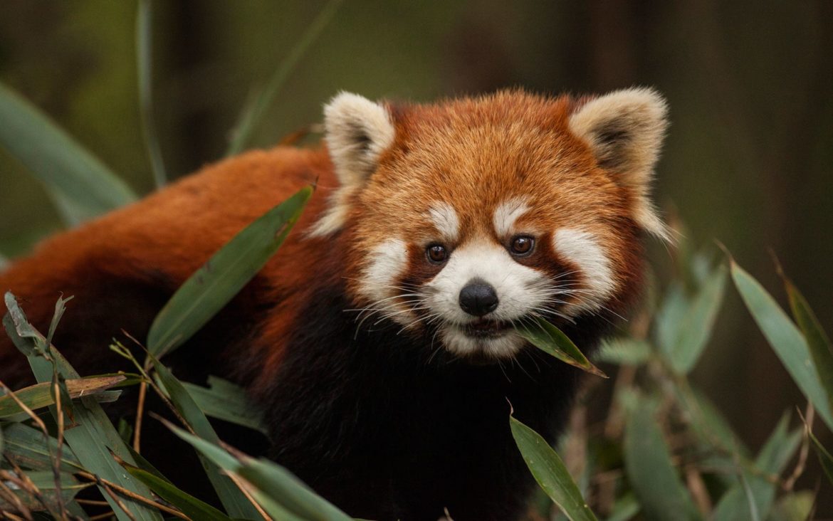 UK's Rarest Wildlife: A Burning Issue – The Threat Of Wildfires UK's Rarest Wildlife: A Burning Issue – The Threat Of Wildfires