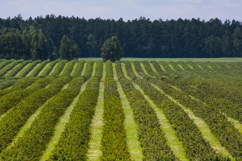 Understanding Cassis Blackcurrant: Cultivation, Harvesting, And Benefits Understanding Cassis Blackcurrant: Cultivation, Harvesting, And Benefits