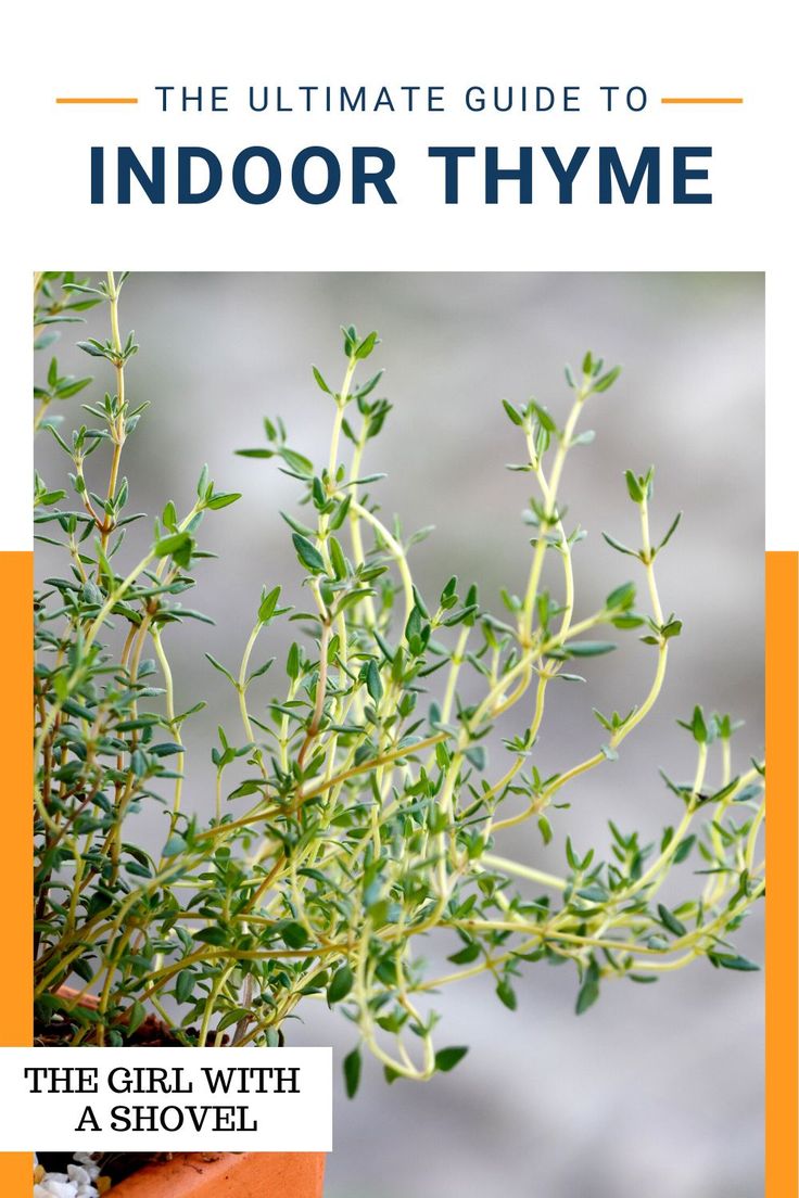 Understanding Rosemary & Thyme Plant Care Understanding Rosemary & Thyme Plant Care