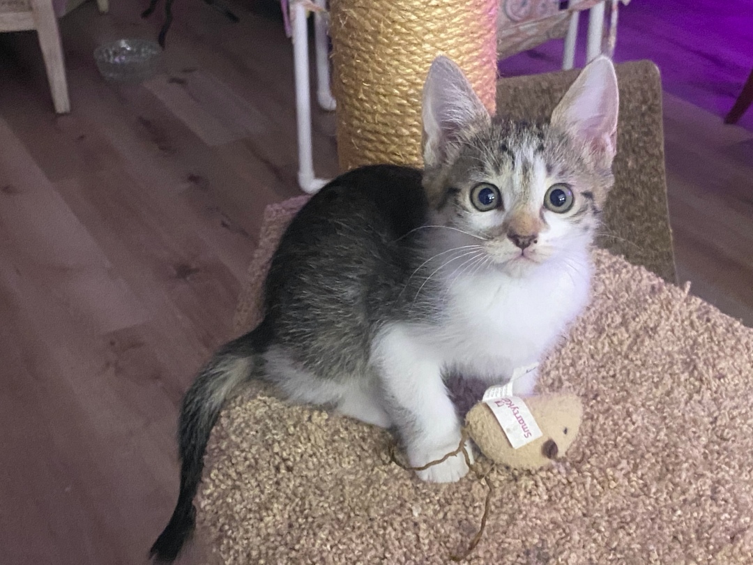 Viral Cat Posts Spark Concern Among Kashmir Cat Owners Viral Cat Posts Spark Concern Among Kashmir Cat Owners