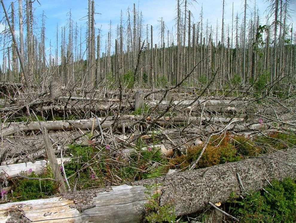 Waldsterben Vorbeugen: Sachsenforst Erprobt Neue Sensoren In Der Sächsischen Schweiz Waldsterben Vorbeugen: Sachsenforst Erprobt Neue Sensoren In Der Sächsischen Schweiz