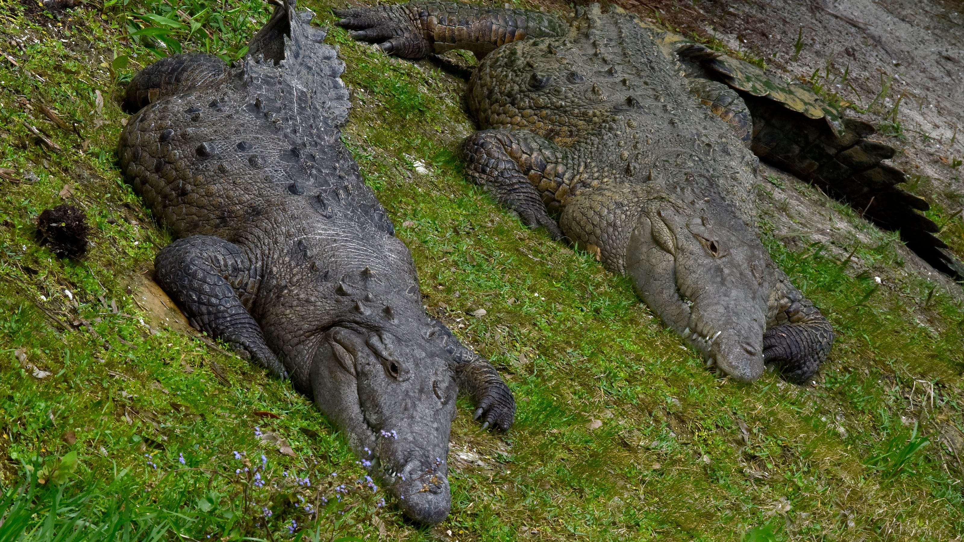 What Lies Beneath: Filming Alligators In Florida Springs What Lies Beneath: Filming Alligators In Florida Springs