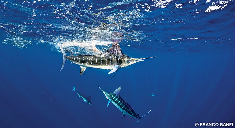Why Torpedo Bats Are Becoming The Preferred Choice For Marlin
