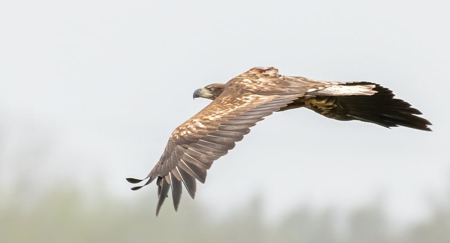 Winterwatch: Your Guide To The Best Wildlife Spotting Locations Winterwatch: Your Guide To The Best Wildlife Spotting Locations