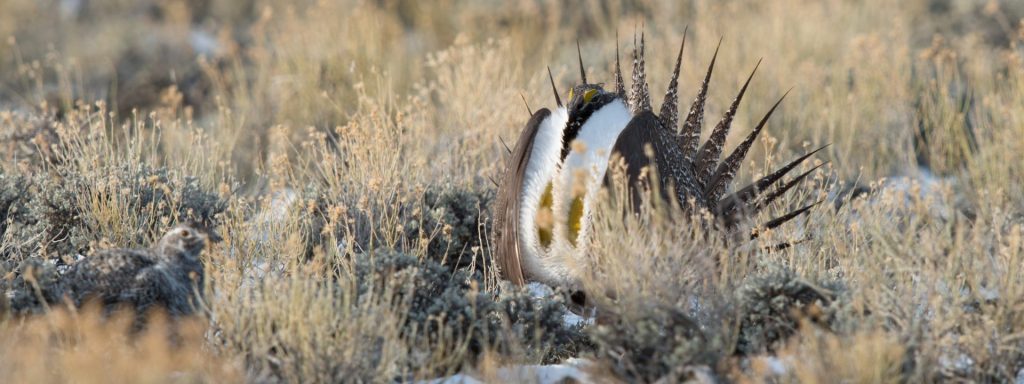 Wyoming Otter Conservation: A Pivotal Moment For Management Wyoming Otter Conservation: A Pivotal Moment For Management