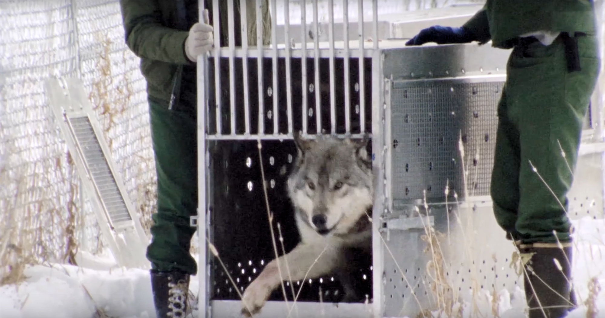 Yellowstone's Lost Wolves: New Documentary Trailer Yellowstone's Lost Wolves: New Documentary Trailer